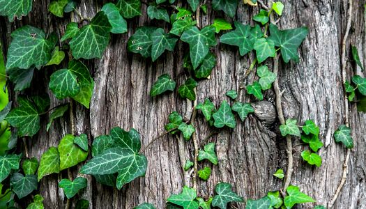 Invasive Plants in Urban Areas: Everything You Need To Know