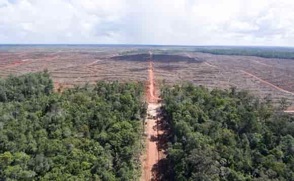 Palm oil related deforestation