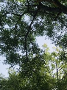 Trees