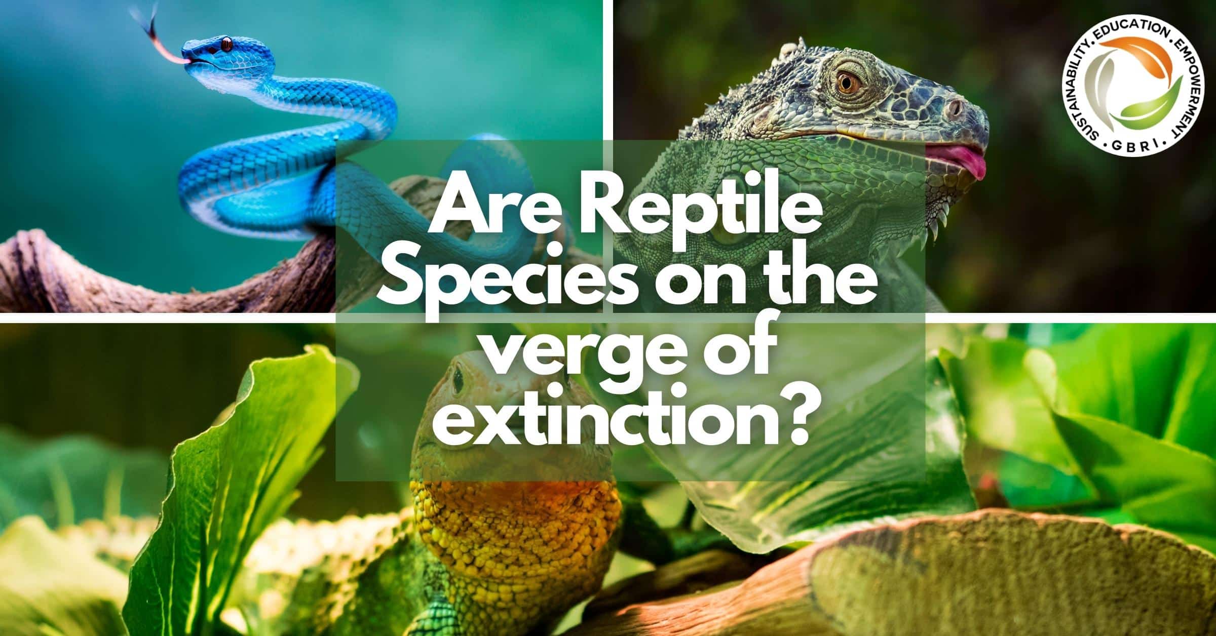 Are reptile species on the verge of extinction?