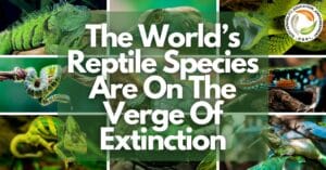 reptile species are on the verge of extinction