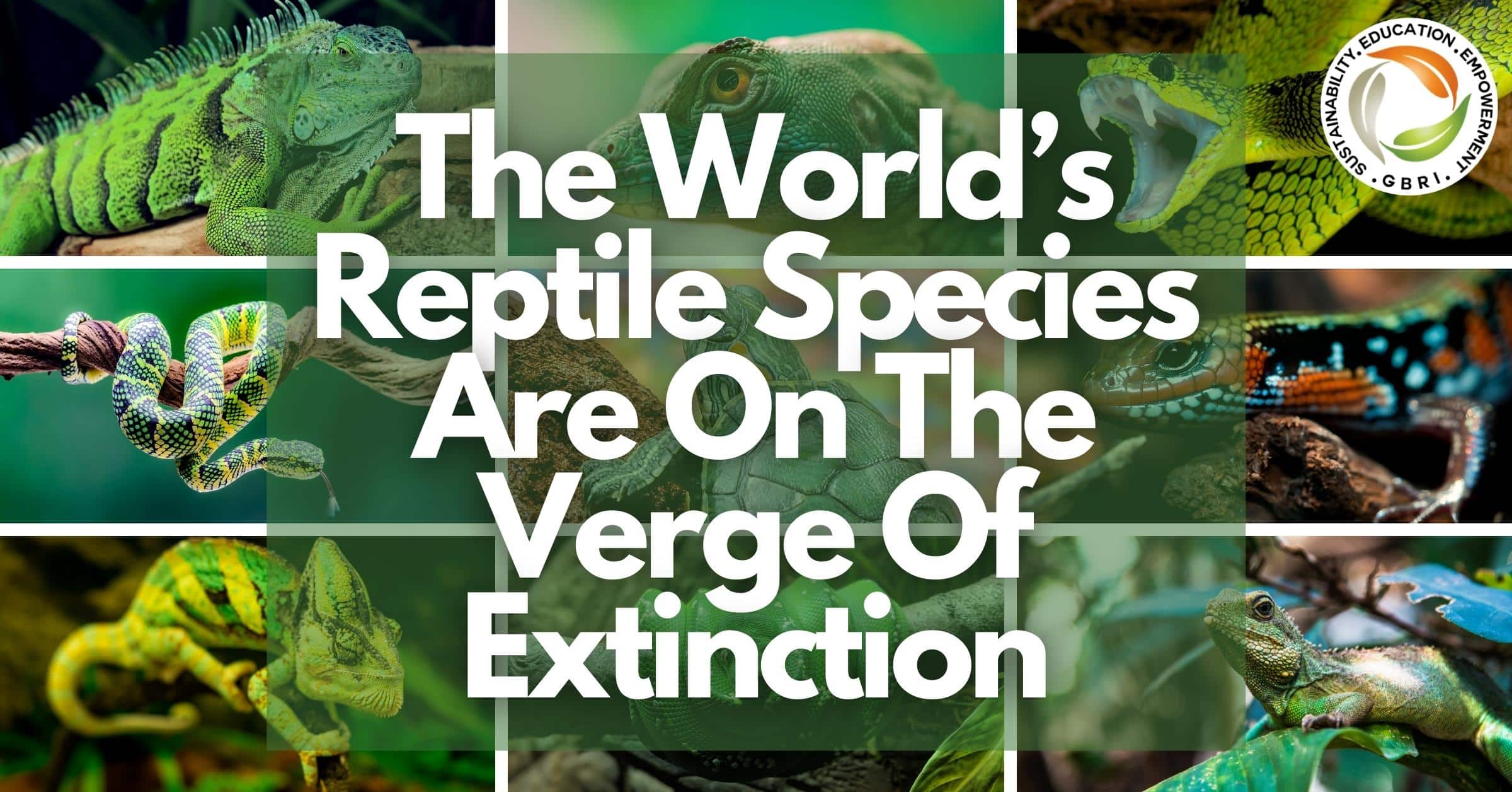 reptile species are on the verge of extinction