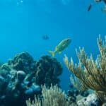What Is Ocean Acidification And Its Effects On Marine Life?
