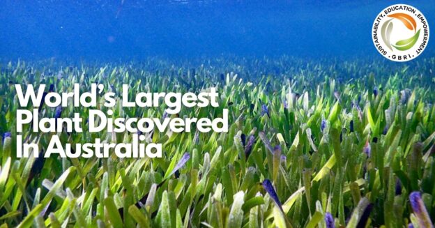 World’s Largest Plant Discovered In Australia