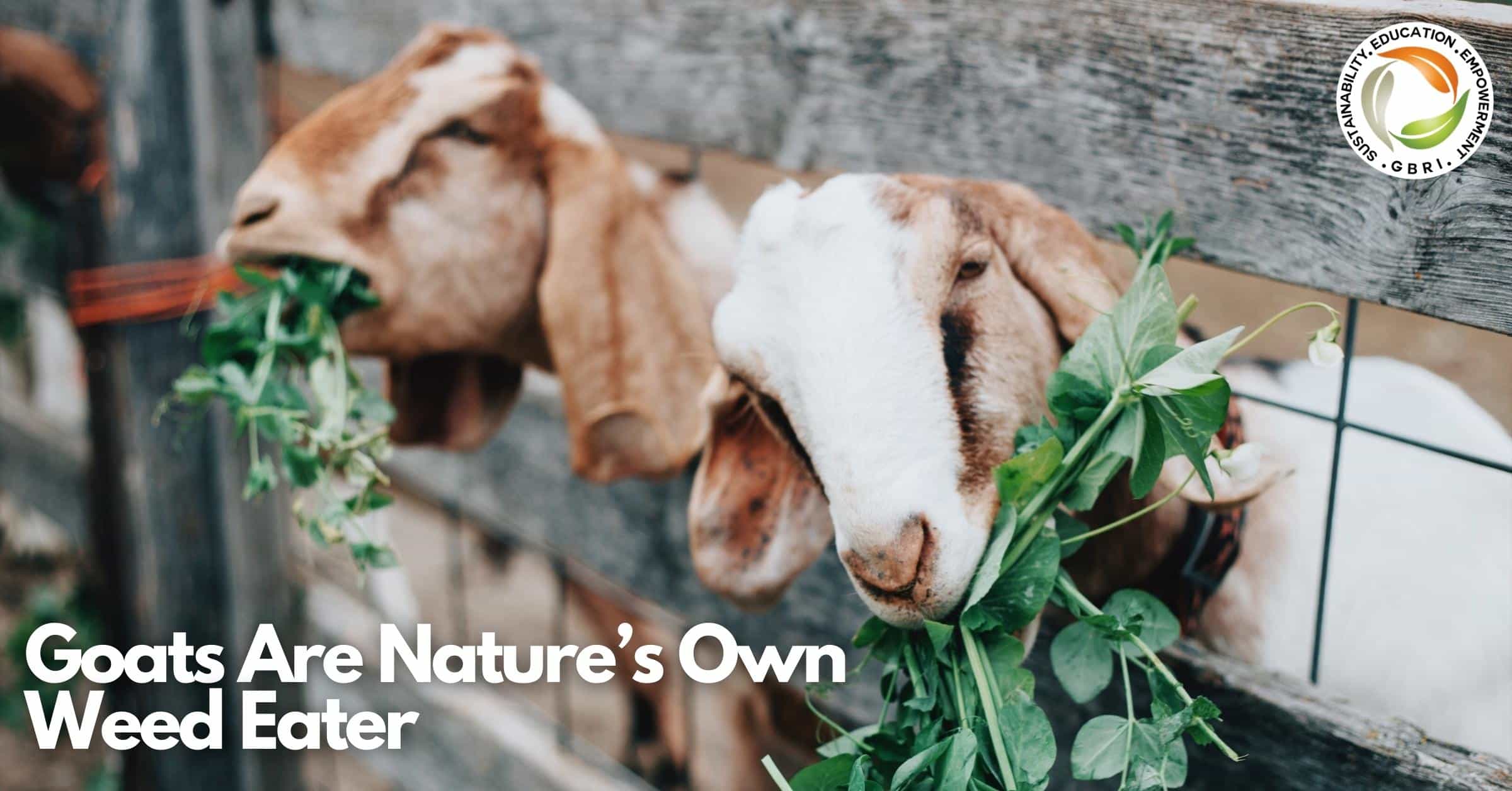 Goats Are Nature’s Own Weed Eater