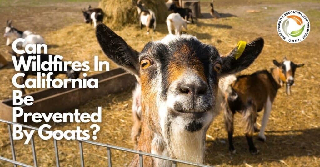 Can Wildfires In California Be Prevented By Goats?