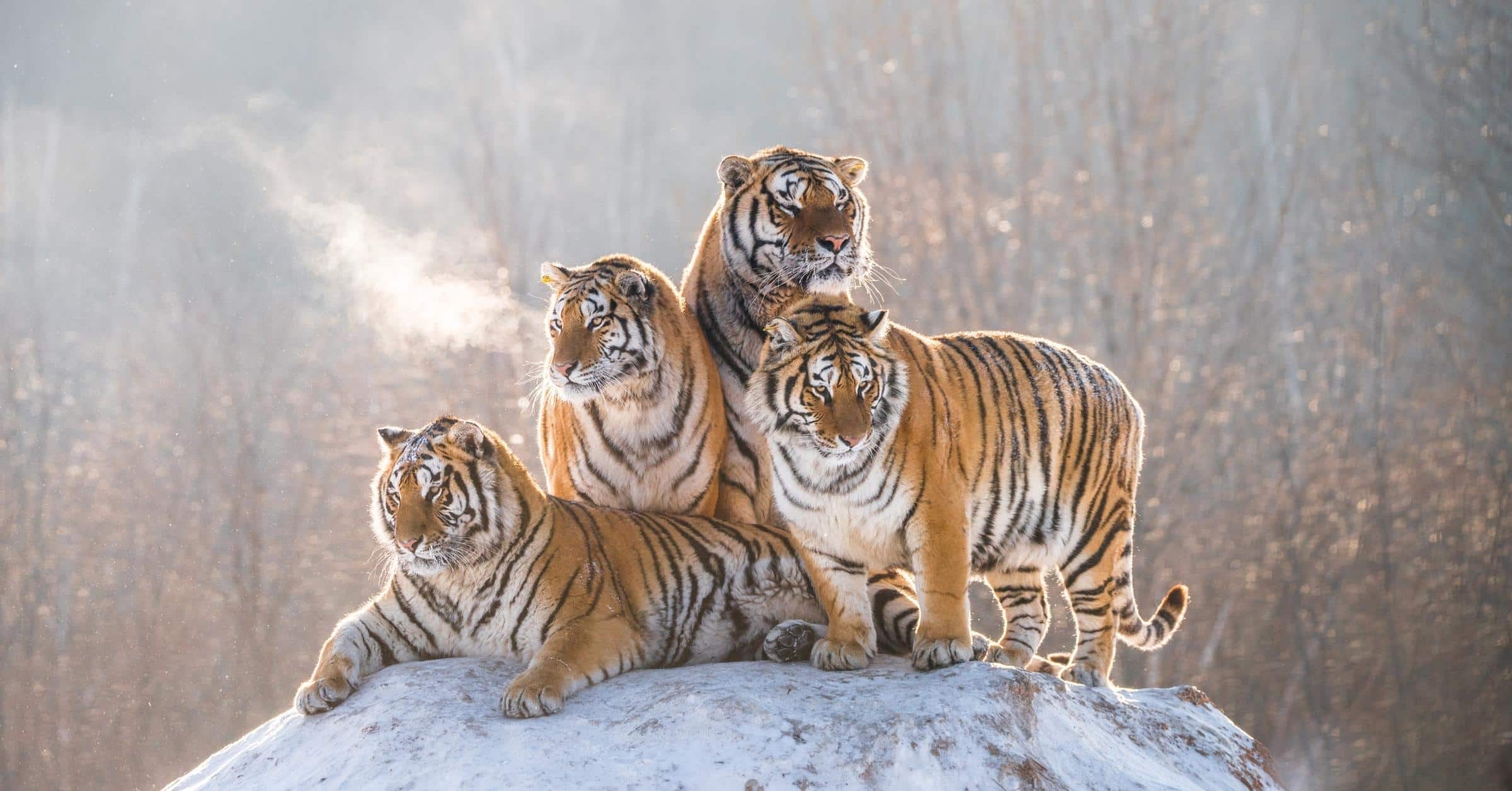 World Tiger Day: Threats To The Majestic Cat - Wildlife SOS