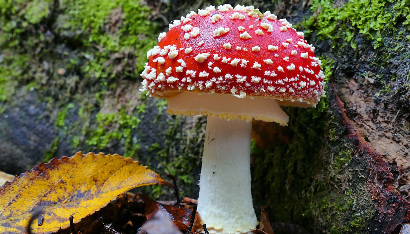 ackling Global Warming with the Lowly Fungi