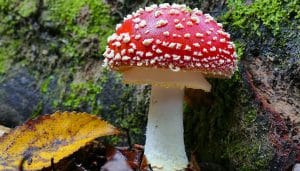 Tackling Global Warming with the Lowly Fungi