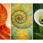 Designing with Life: The Role of Biomimicry in Sustainable Development